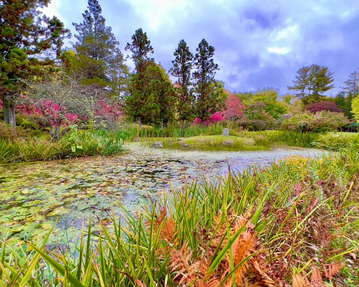 Pond photo, nature photo, Hammond Museum photo, nature photography