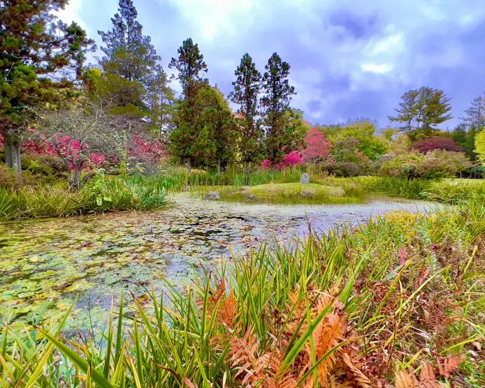 Pond photo, nature photo, Hammond Museum photo, nature photography