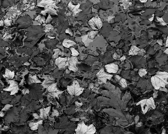 Leaves photo, nature photography, nature, photography, photo