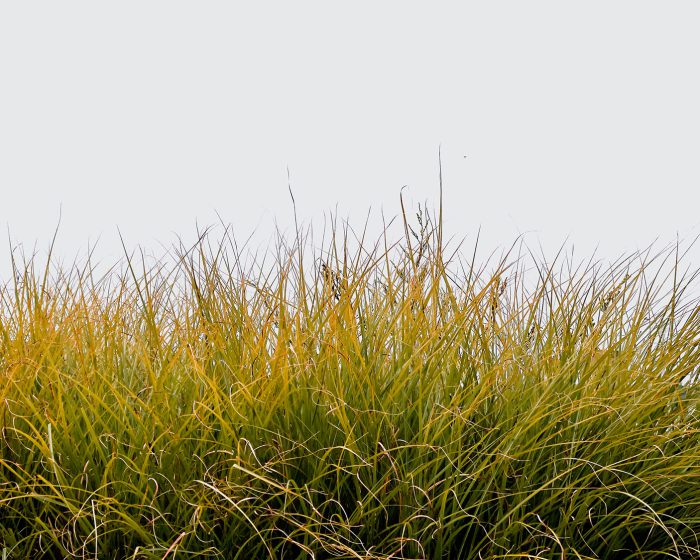 Sea grass photo, nature photo, nature photography