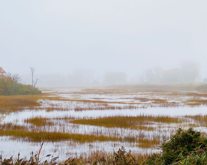 Marsh photo, westport ct photo, nature, nature photography, nature photo