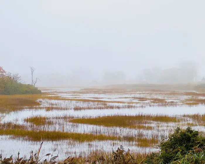 Marsh photo, westport ct photo, nature, nature photography, nature photo