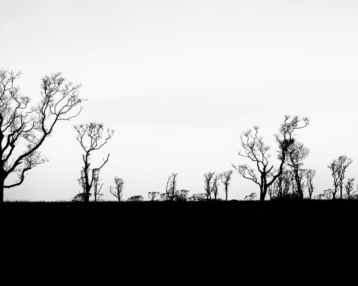Nantucket photo, trees photo, nature, nature photo, nature photograph, trees photograph