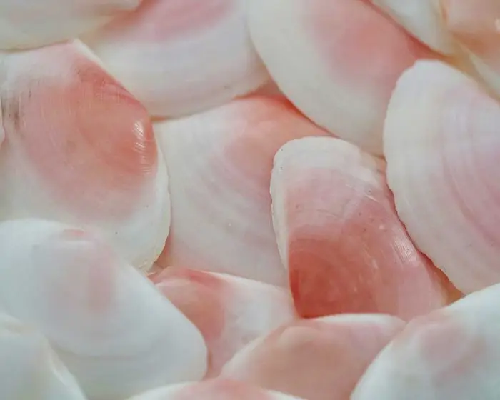 Shells, shells photo, pink shells, pink shells photo, beach, beach photography, ocean, sea