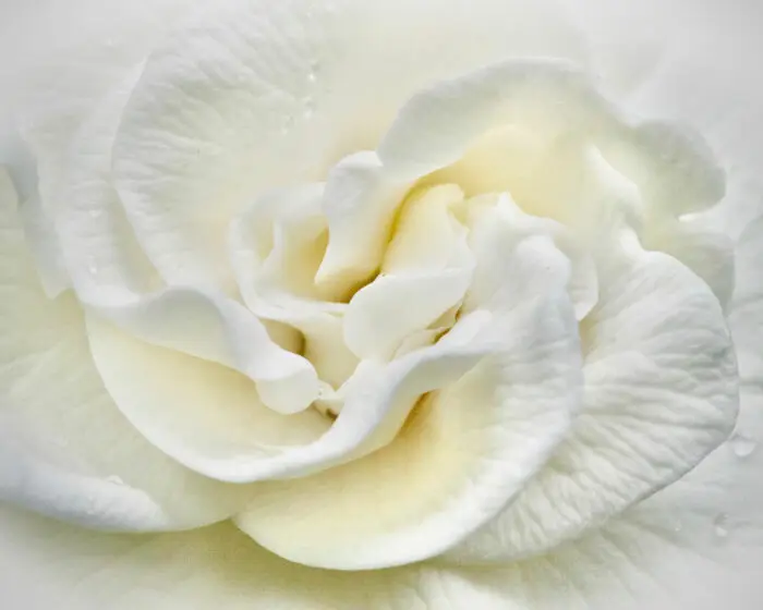 Flower photo, flowers, nature, nature photography, beautiful flower