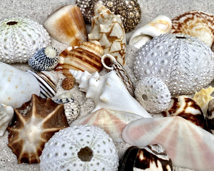 Shells, shells photo, beach, beach photo, beach photography