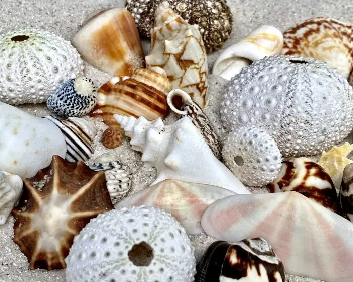 Shells, shells photo, beach, beach photo, beach photography
