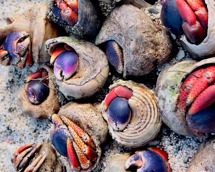 Crab photo, crabs, nature photo, nature photography, crabs photography, beach, beach photo, beach photography