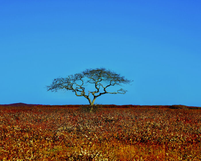 Nantucket photo, trees, nature, nature photography, nature photo, tree photo