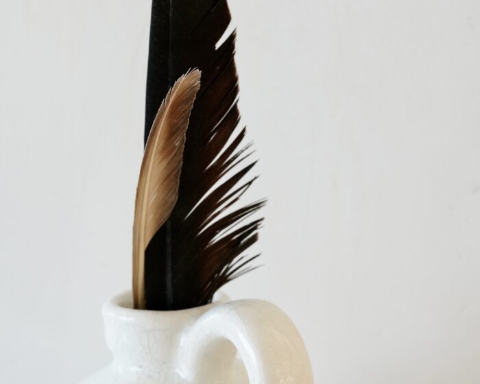 Feather, still life, nature