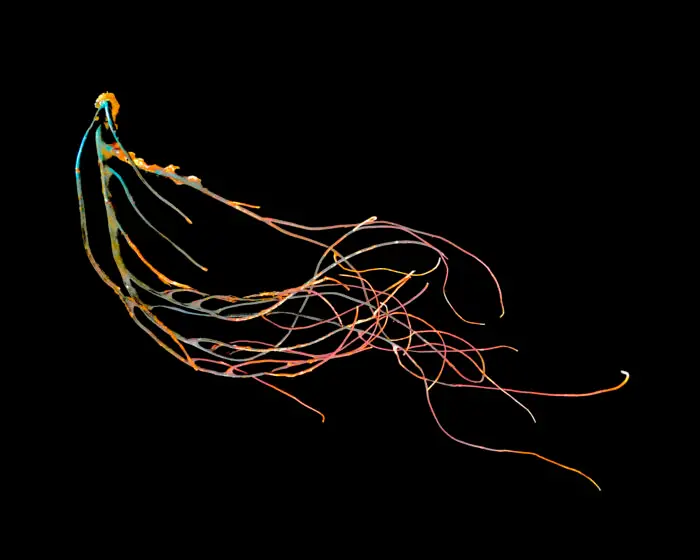 Coral, reef, coral photography, nature, sea, ocean, coral photograph