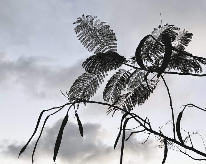 Guana Island, trees, BVI, photograph, photo