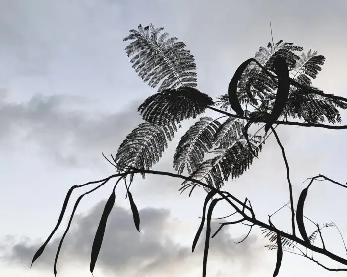 Guana Island, trees, BVI, photograph, photo